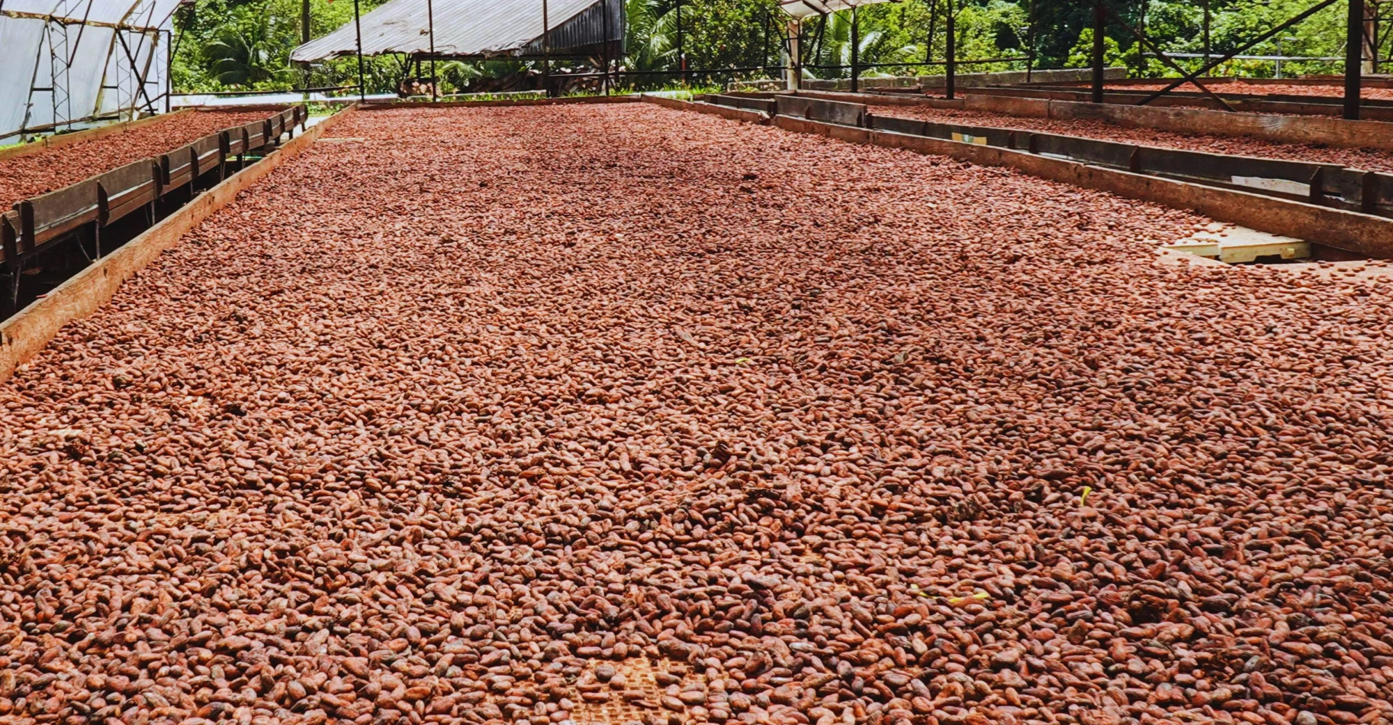 Reduced agrochemical use in cacao agriculture