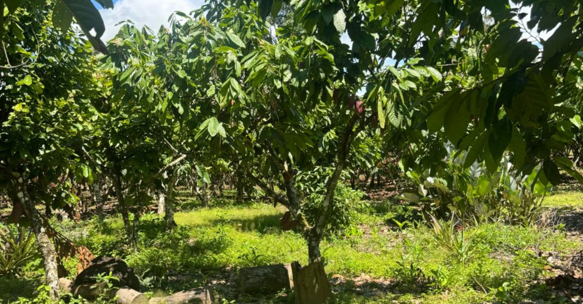 Biodiversity in cacao-growing regions