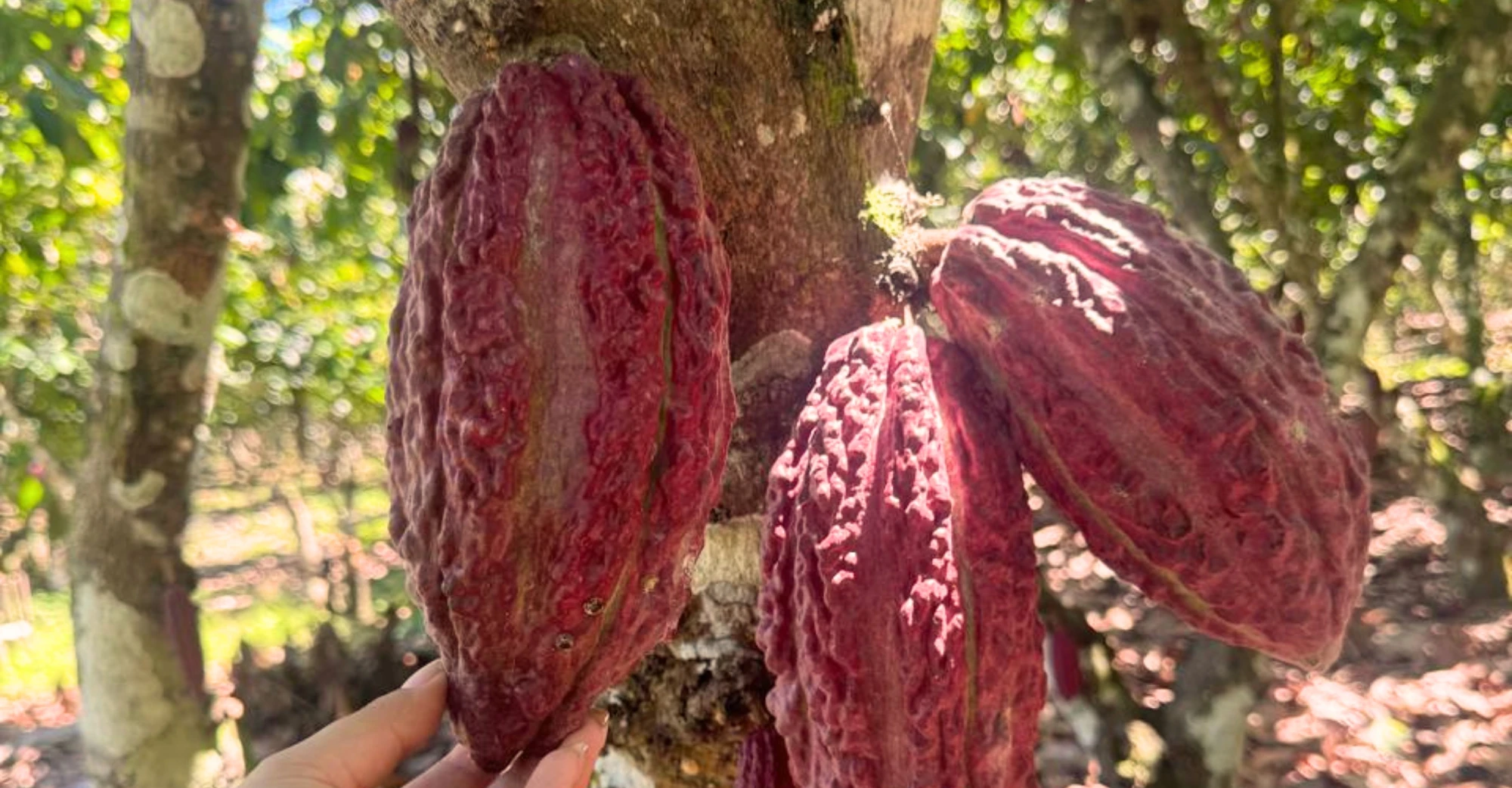Sustainable cacao agriculture