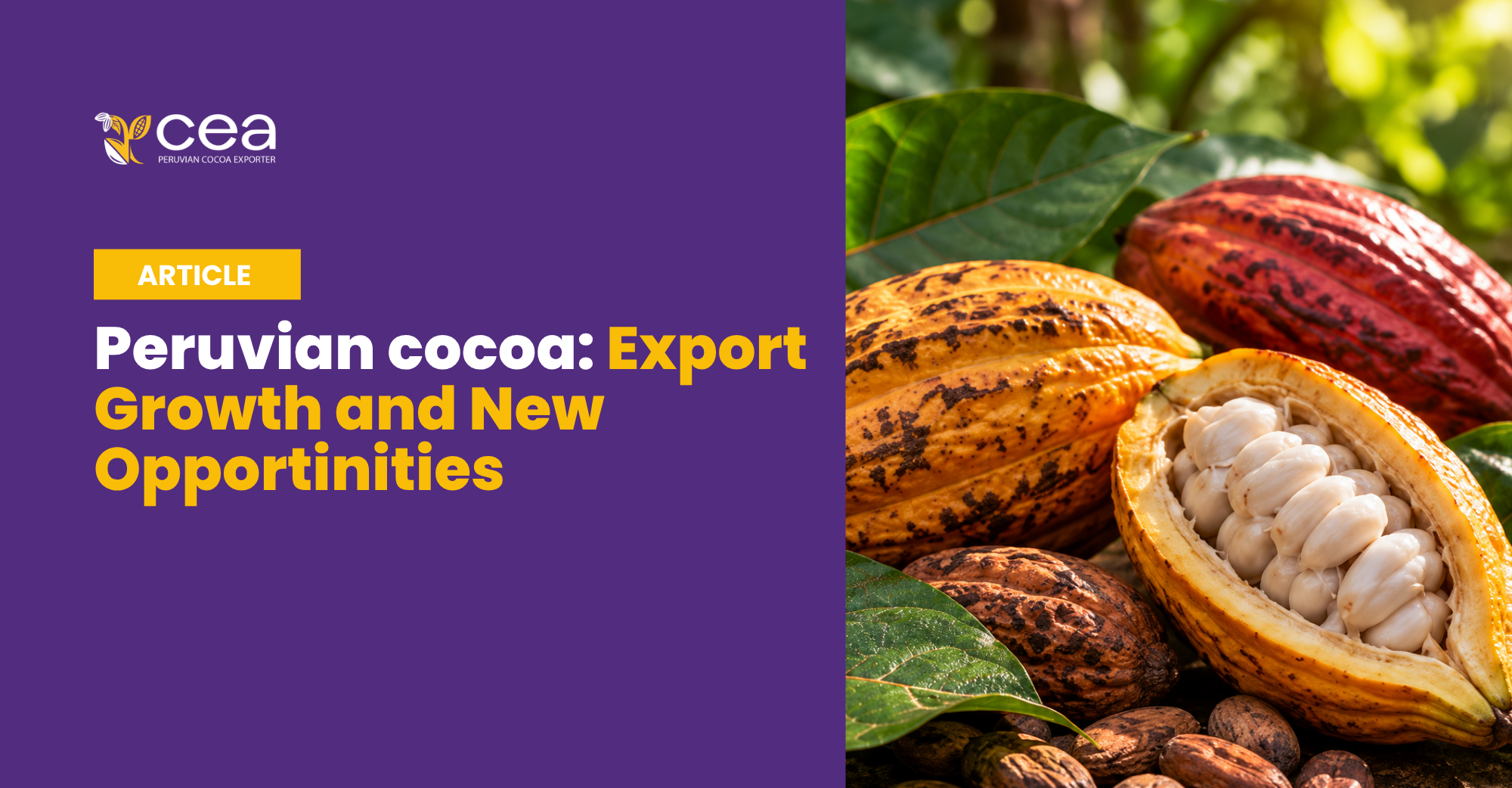 Peruvian Cacao: Export Growth and New Opportunities in the International Market